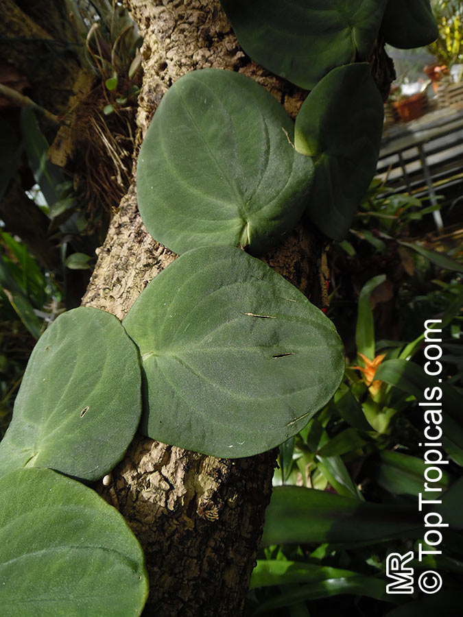 Rhaphidophora celatocaulis, Pothos celatocaulis , Shingle Plant 