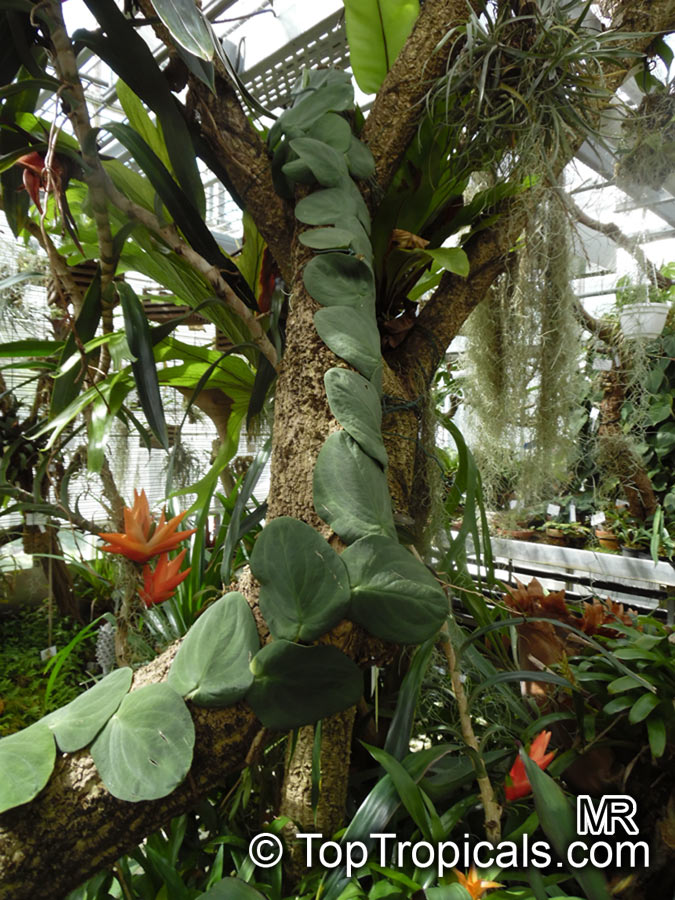 Rhaphidophora celatocaulis, Pothos celatocaulis , Shingle Plant 