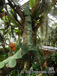 Rhaphidophora celatocaulis, Pothos celatocaulis , Shingle Plant 

Click to see full-size image