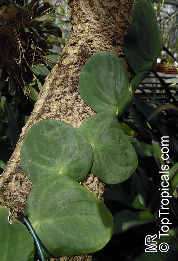 Rhaphidophora hayi - Shingle Plant