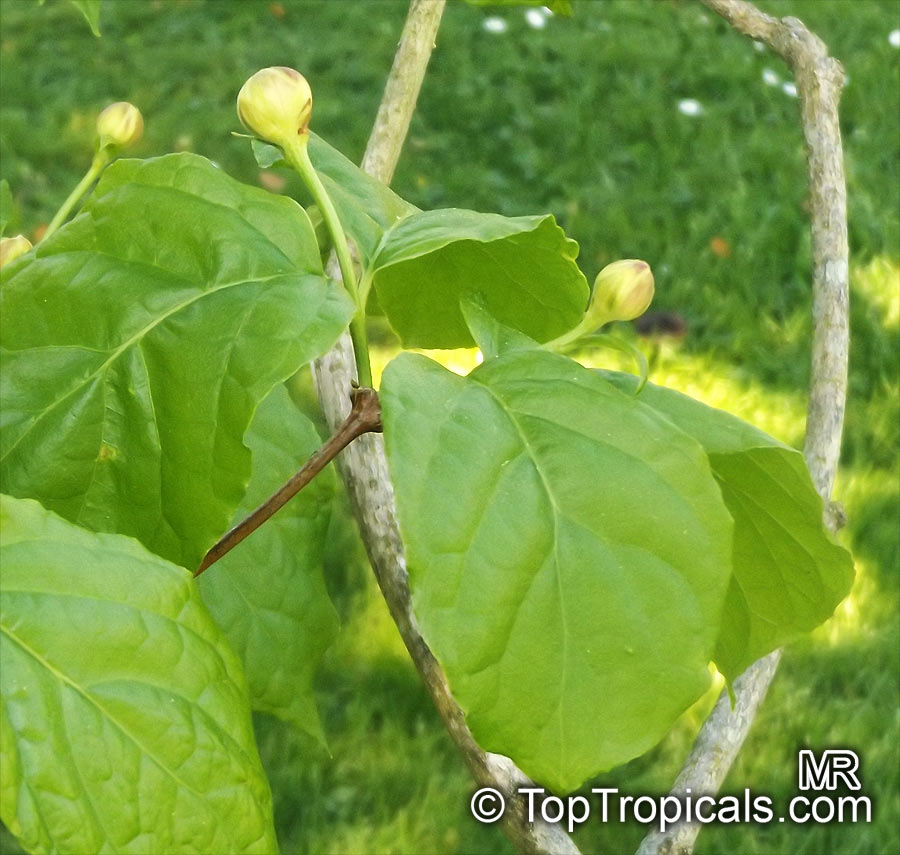 Calycanthus chinensis "Chinese allspice" - seeds