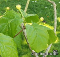 Calycanthus chinensis "Chinese allspice" - seeds

Click to see full-size image