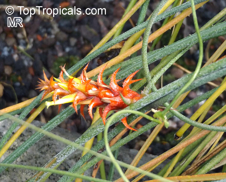 Acanthostachys strobilacea , Pinecone Bromeliad