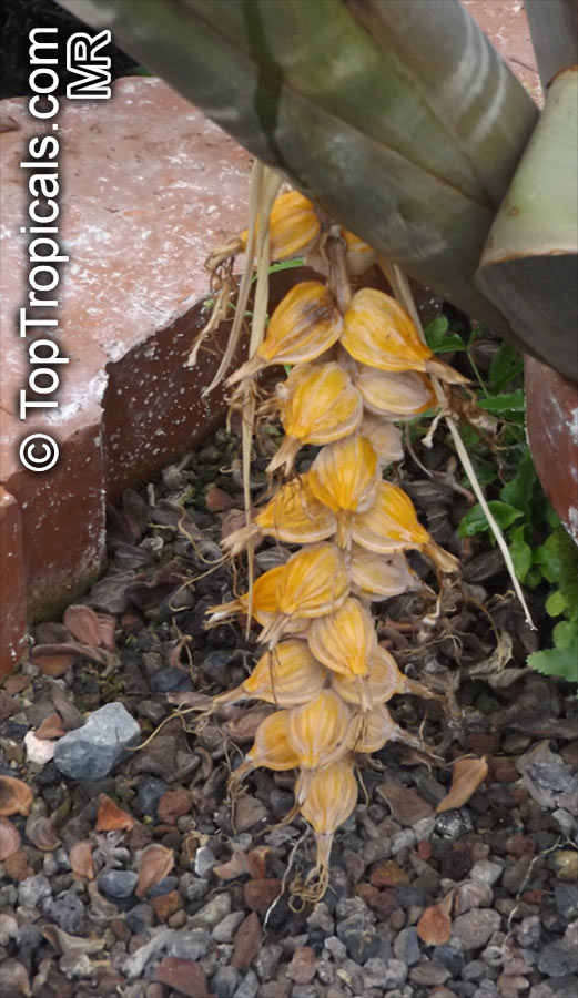 Billbergia sp., Bromeliad Queen of Tears, Friendship Plant. Billbergia zebrina fruits