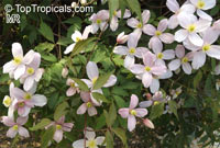 Clematis montana, Himalayan Clematis, Anemone Clematis

Click to see full-size image