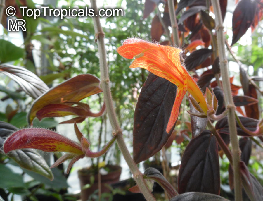 Columnea sp., Flying Goldfish Plant