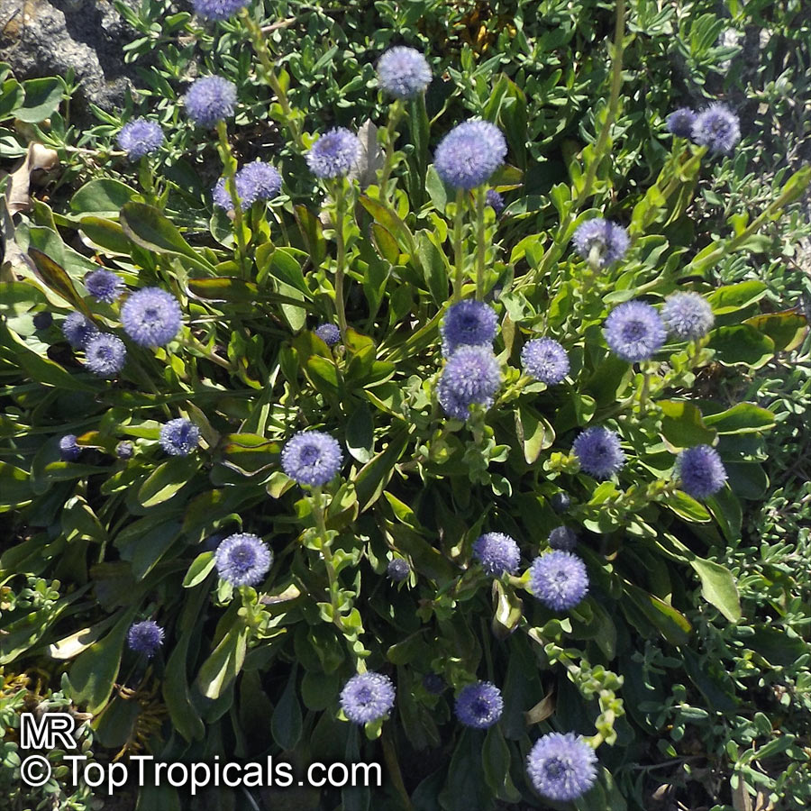 Globularia bisnagarica, Globularia punctata, Common Ball Flower