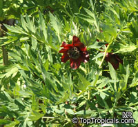 Paeonia delavayi, Delavay's Tree Peony

Click to see full-size image
