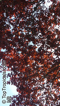 Prunus cerasifera, Prunus divaricata, Cherry Plum, Myrobalan Plum, St. Lukes Flowering Plum

Click to see full-size image