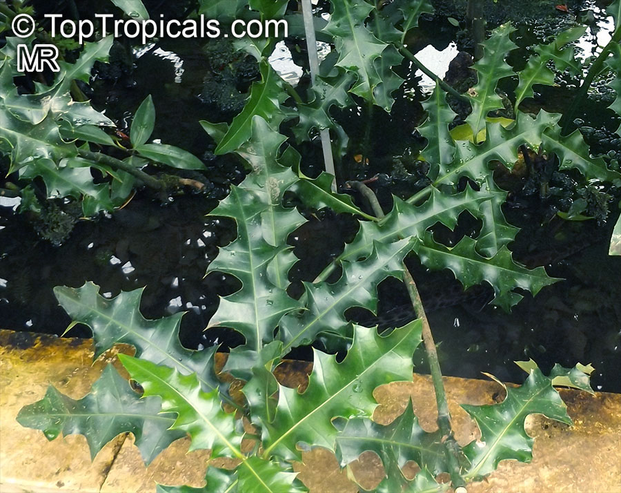 Acanthus ilicifolius, Holly-leaved Acanthus, Sea Holly, Holy Mangrove