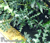 Acanthus ilicifolius, Holly-leaved Acanthus, Sea Holly, Holy Mangrove

Click to see full-size image