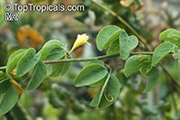 Adenia fruticosa, Adenia

Click to see full-size image