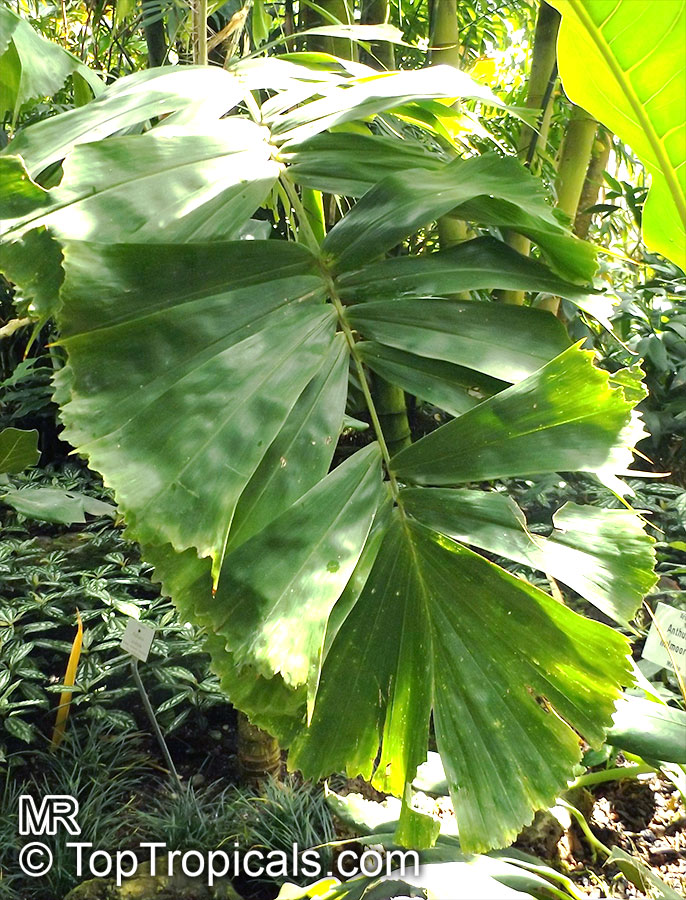 Aiphanes horrida, Aiphanes aculeata, Aiphanes caryotifolia, Martinezia truncata, Devil Palm, Ruffle Palm, Spine Palm