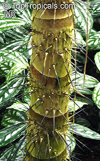 Aiphanes horrida, Aiphanes aculeata, Aiphanes caryotifolia, Martinezia truncata, Devil Palm, Ruffle Palm, Spine Palm

Click to see full-size image