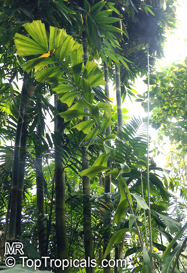 Aiphanes horrida, Aiphanes aculeata, Aiphanes caryotifolia, Martinezia truncata, Devil Palm, Ruffle Palm, Spine Palm