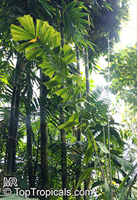 Aiphanes horrida, Aiphanes aculeata, Aiphanes caryotifolia, Martinezia truncata, Devil Palm, Ruffle Palm, Spine Palm

Click to see full-size image