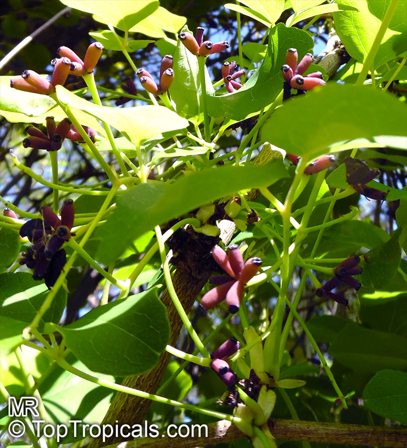 Akebia quinata, Chocolate Vine, Five-leaf Akebia