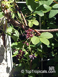 Akebia trifoliata, Chocolate Vine, Three-leaf Akebia 

Click to see full-size image