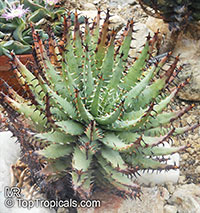 Aloe erinacea, Aloe melanacantha var. erinacea , Goree

Click to see full-size image