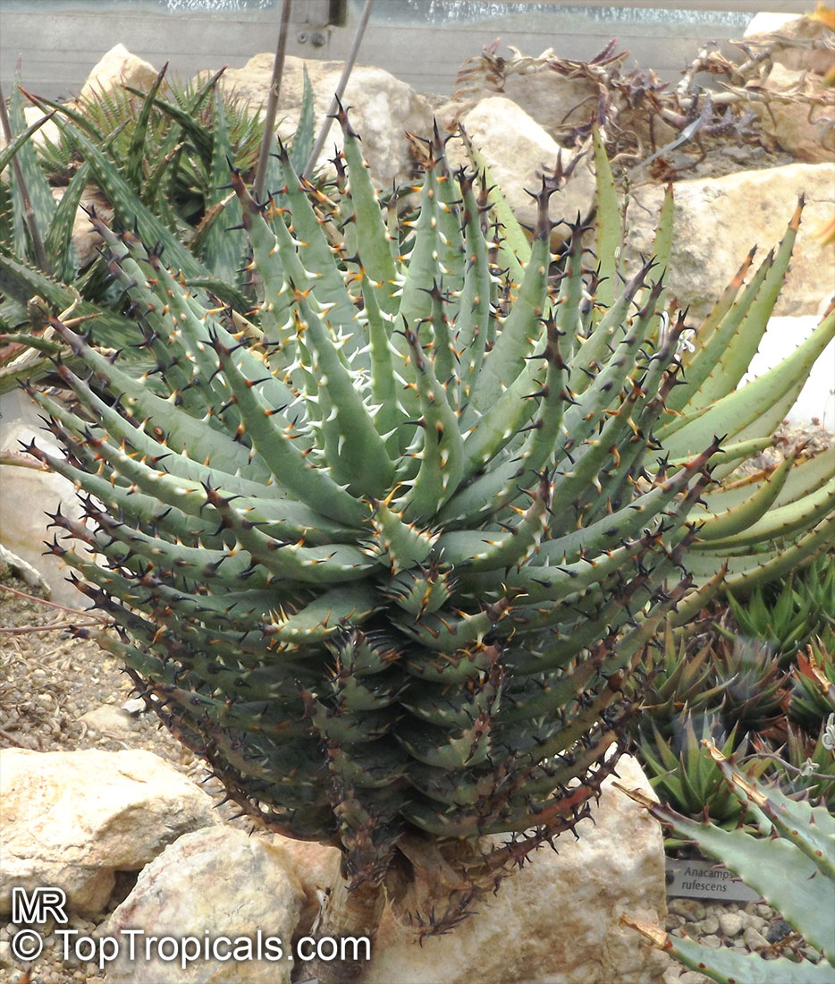 Aloe erinacea, Aloe melanacantha var. erinacea , Goree