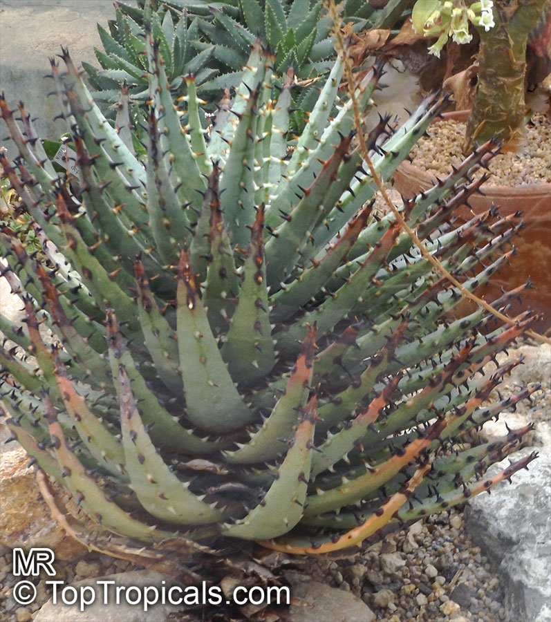 Aloe erinacea, Aloe melanacantha var. erinacea , Goree