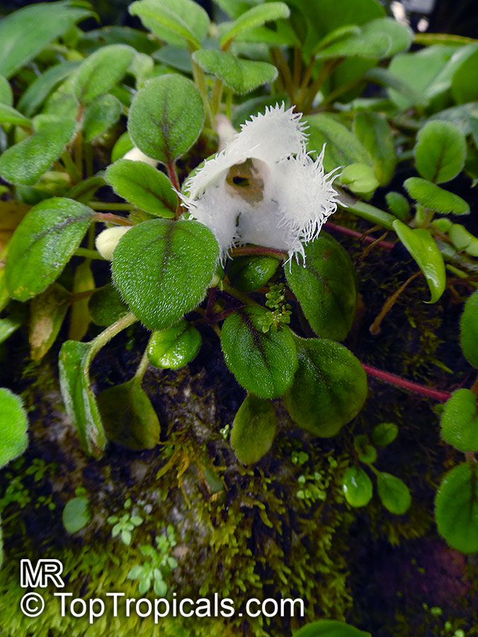 Alsobia dianthiflora, Episcia dianthiflora, Lace Flower