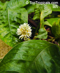 Alternanthera hassleriana, Hassler's Alternanthera, Neptune's Crown

Click to see full-size image
