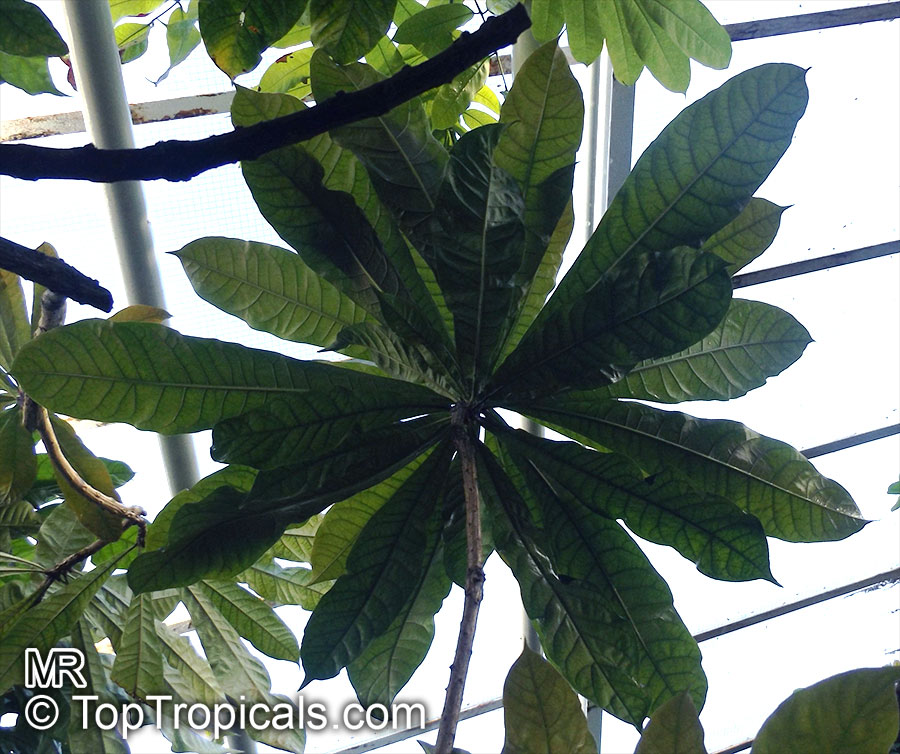 Amphitecna macrophylla , Bigleaf Black Calabash