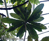 Amphitecna macrophylla , Bigleaf Black Calabash

Click to see full-size image