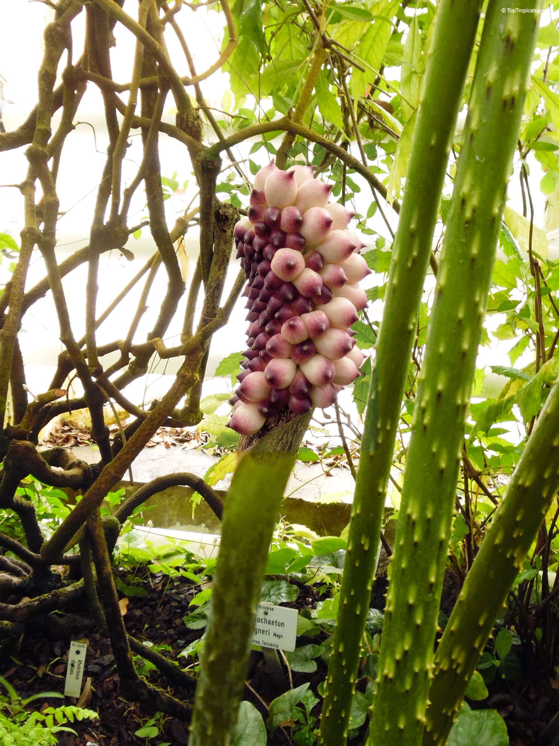 Anchomanes difformis (Anchomanes) shows a spike of purple and white fruit amid green stems. Anchomanes difformis (Anchomanes) purple and white flower close up with green stems around it.