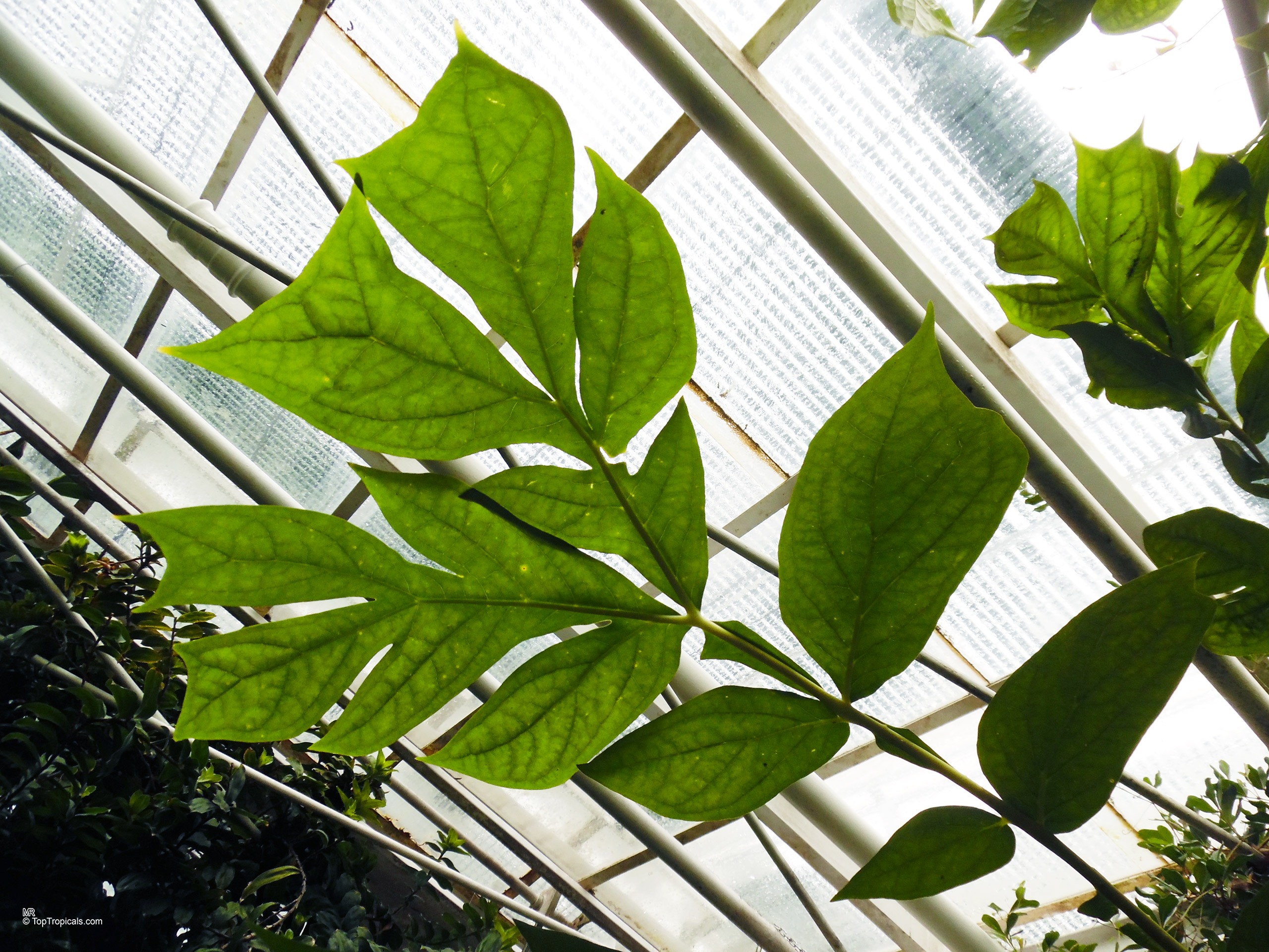 Anchomanes difformis (Anchomanes) leaves stretch across the pane with distinct lobes and clear veins. Anchomanes difformis (Anchomanes) green leaves reaching toward sunlight with jagged edges and large size.