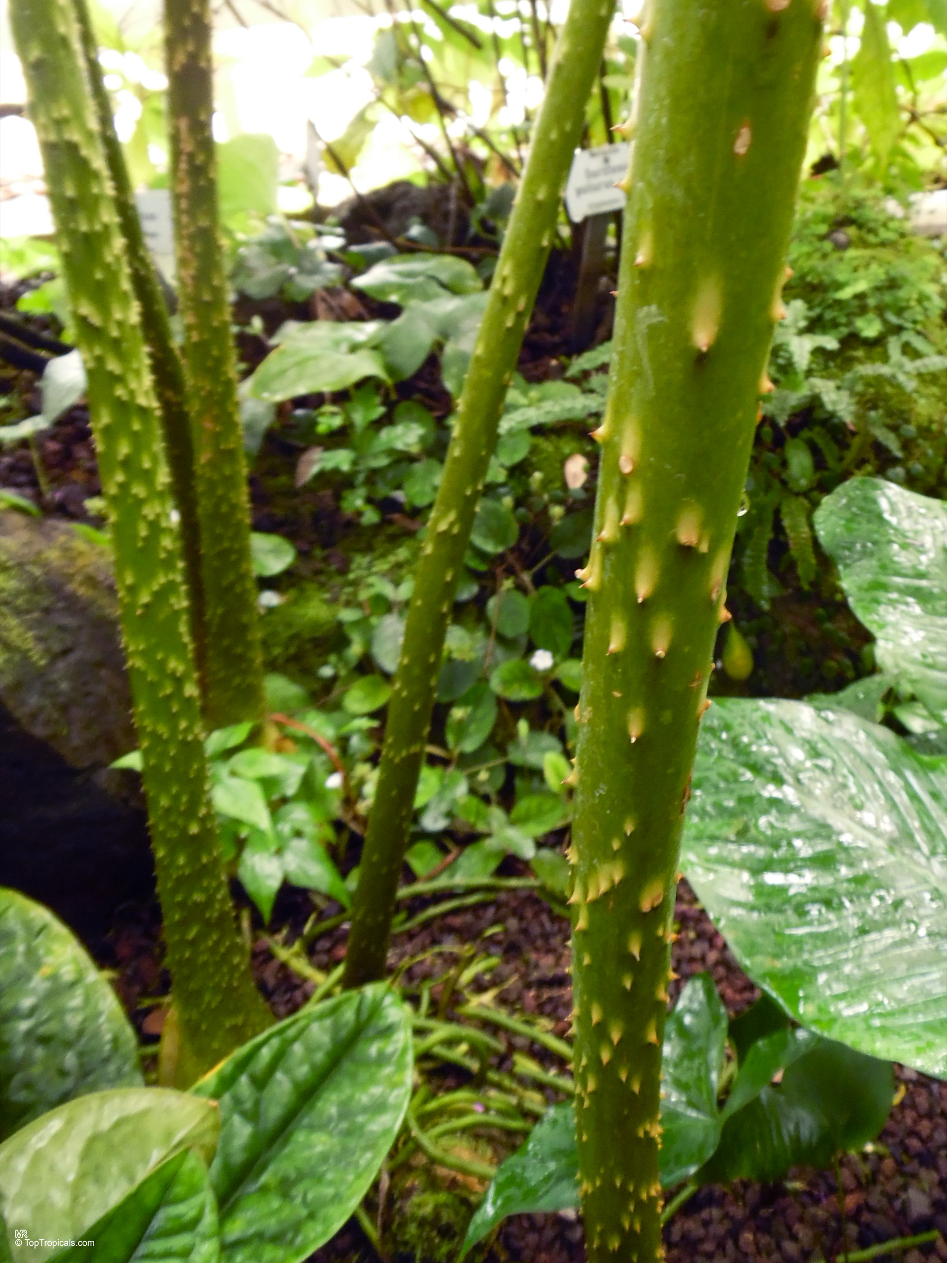 Anchomanes difformis (Anchomanes) stalk showing sharp prickly texture with deep green coloration. Anchomanes difformis (Anchomanes) green plant stalks with sharp prickles in a close up shot.