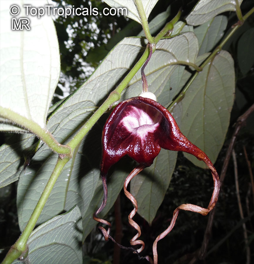 Aristolochia tricaudata, Isotrema tricaudata, Aristolochia, Three-tailed Pipe Flower