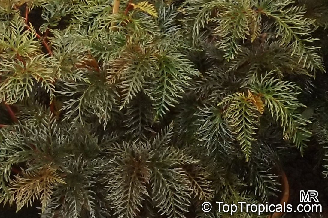 Begonia bipinnatifida , Fern Leaf Begonia