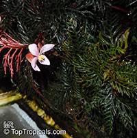 Begonia bipinnatifida , Fern Leaf Begonia

Click to see full-size image