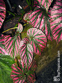 Begonia brevirimosa, Exotica Begonia 

Click to see full-size image