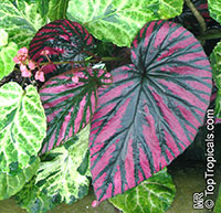 Begonia brevirimosa, Exotica Begonia 

Click to see full-size image