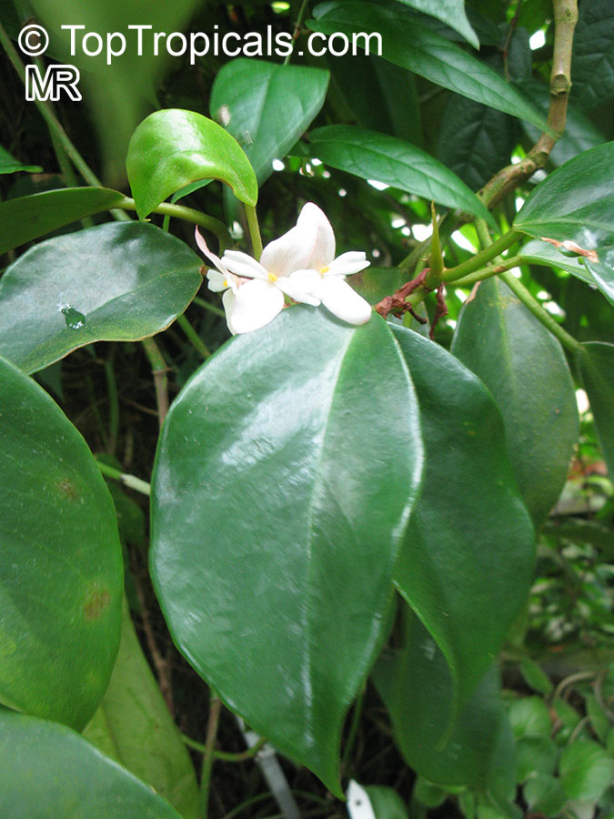 Begonia sp., Begonia. Begonia loranthoides