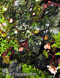 Begonia nigritarum, Begonia rhombicarpa, Begonia

Click to see full-size image
