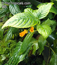 Besleria sp., Besleria

Click to see full-size image