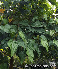 Bixa orellana, Lipstick tree, Annatto, Achiote
