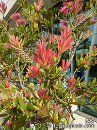 Melaleuca citrina, Callistemon citrinus, Callistemon lanceolatus, Common Red Bottlebrush, Crimson Bottlebrush, Lemon Bottlebrush

Click to see full-size image