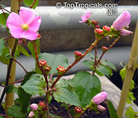 Calvoa orientalis, Calvoa sessiliflora, Calvoa

Click to see full-size image