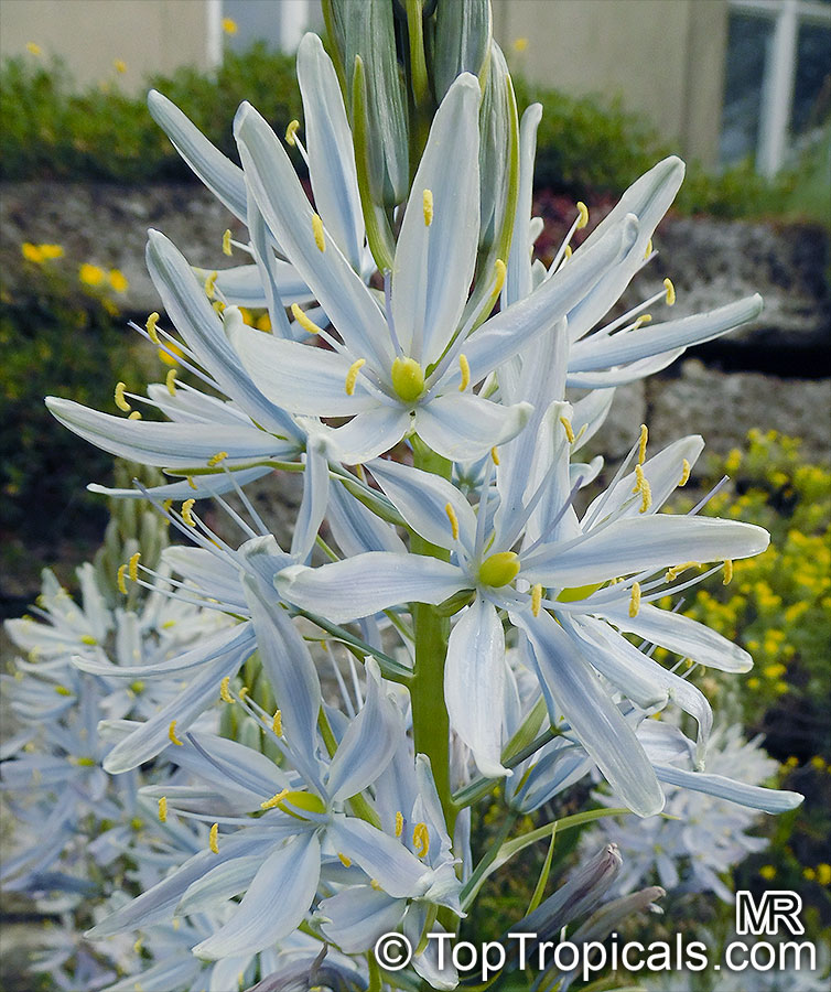 Camassia sp., Indian Hyacinth, Camas, Quamash,. Camassia cusickii