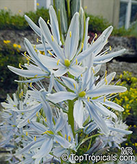 Camassia sp., Indian Hyacinth, Camas, Quamash,

Click to see full-size image