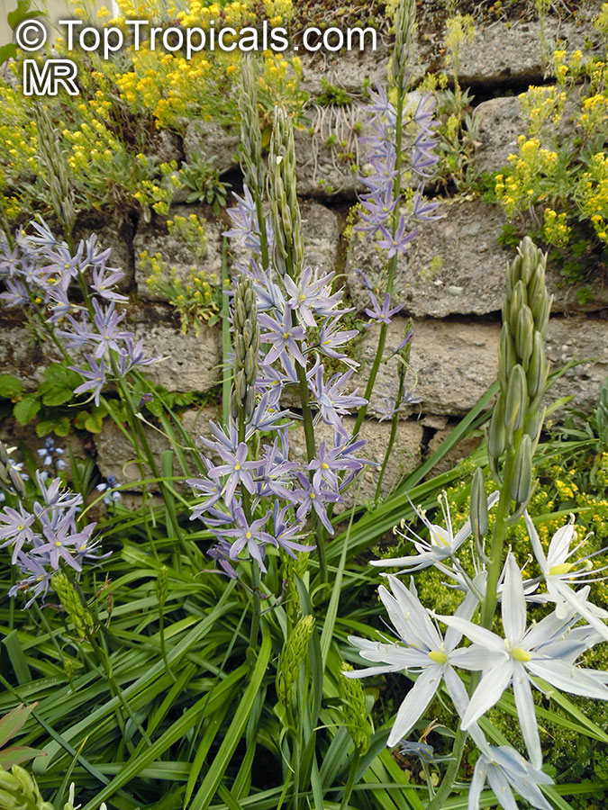 Camassia sp., Indian Hyacinth, Camas, Quamash,