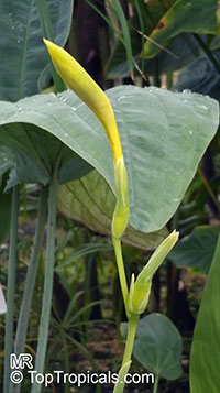 Canna sp., Canna Lily, Canna

Click to see full-size image