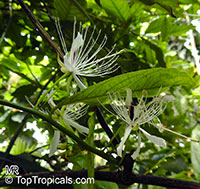 Capparis micracantha, Capertree, Chingchee

Click to see full-size image