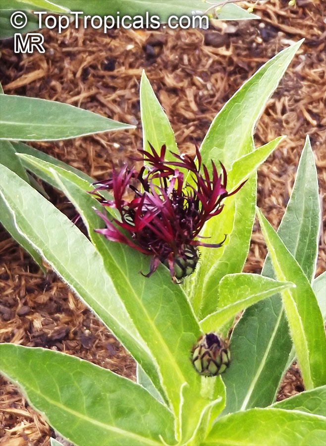 Centaurea sp., Basketflower, Cornflower