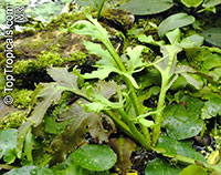 Ceratopteris cornuta, Water Sprite

Click to see full-size image